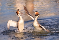 fuut (Podiceps cristatus) 4-2017 7546